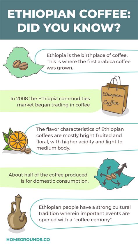 They are evergreen shrubs or trees that may grow 5 m (15 ft) tall when unpruned. Ethiopian Coffee Guide: Buying and Brewing Tips