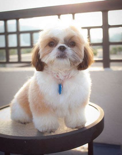 With 24 years of breeding experience also a certified professional groomer, your lovely puppy has had the very best care. Puppy Shih Tzu Dog Price In India
