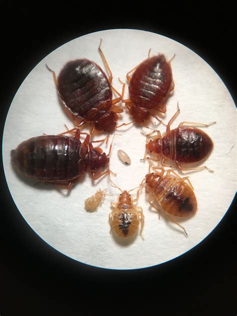 Do Bed Bugs Suck Your Blood Bed Bug Get Rid