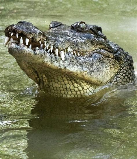 Crocodile Crocodile Animal Crocodiles Crocodile