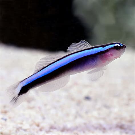 Sw Blue Neon Goby Tank Bred Fast Professional Service Abyss Aquatics