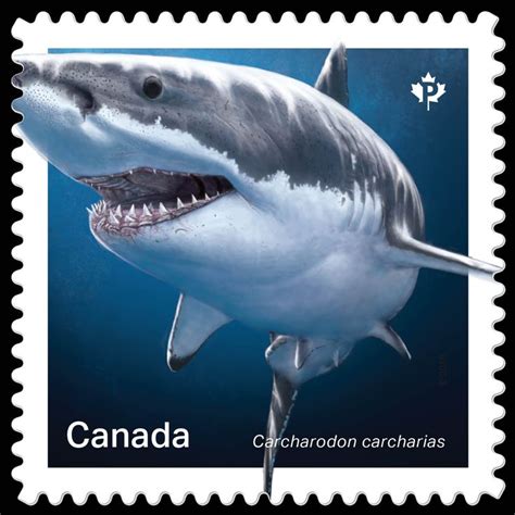 Canada 2018 Sharks In Canadian Water Great White Shark Great