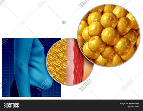 Belly Fat Anatomy Image And Photo Free Trial Bigstock
