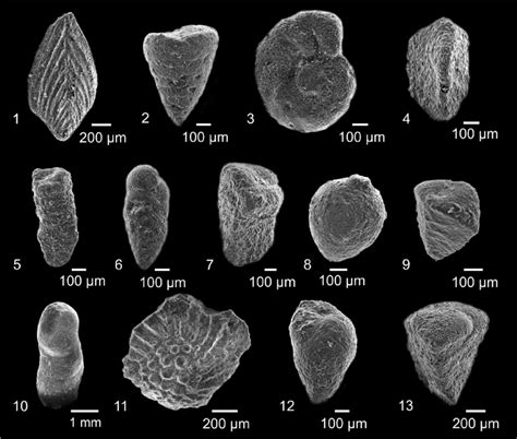 Sem Photomicrographs Of The Selected Benthic Foraminifera From The