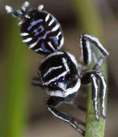 Two New Species Of Peacock Spiders Discovered In Australia Biology Sci