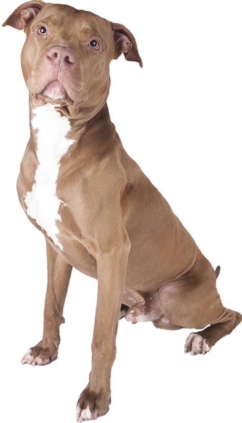 The umbrella term generally refers to four types of breeds, including american bully, american pit bull terrier, american staffordshire terrier, staffordshire bull terrier, and the. Best Dog Food For Pitbulls | Buyer's Guide for Puppy ...