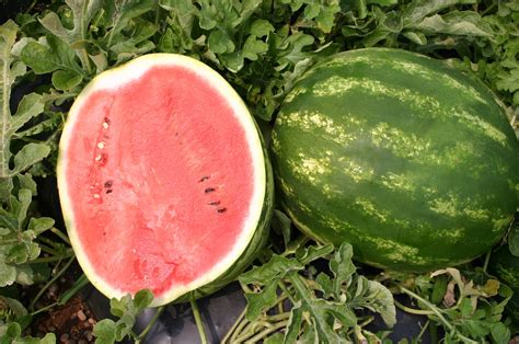 Topgun Watermelon Faremore Treated Seed Seedway