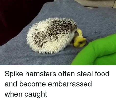 Spike Hamsters Often Steal Food And Become Embarrassed