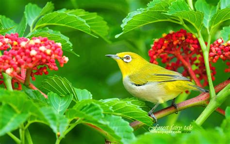 Wow Download Colorful Birds Hd Wallpaper
