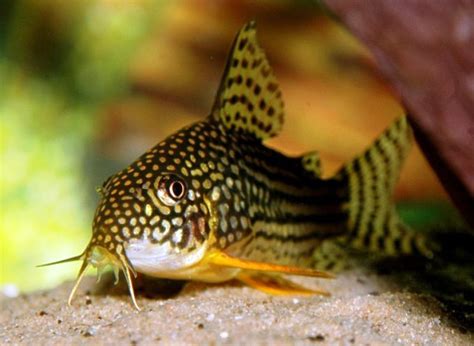Corydoras Sterbai Sterbas Cory — Seriously Fish