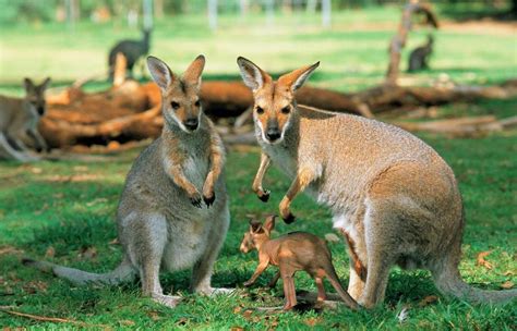 Животные Австралии фото с названиями и описанием