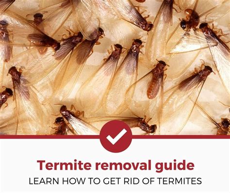 How To Get Rid Of Termites Termite Treatment Termites Termite Control