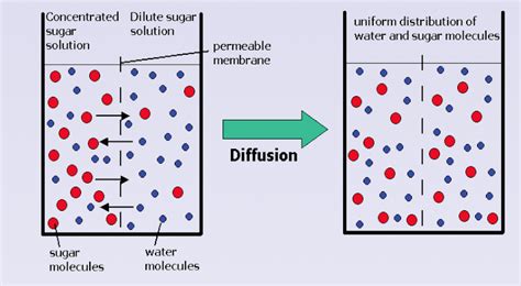 Biology Journal Diffusion