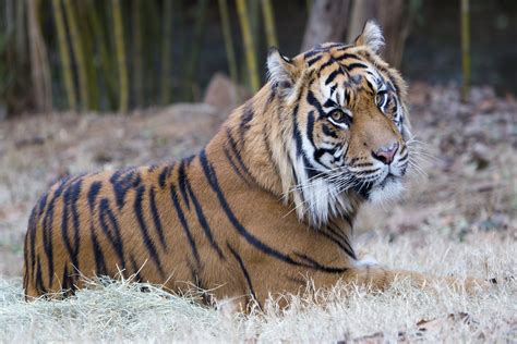 Sumatran Tiger Zoo Atlanta
