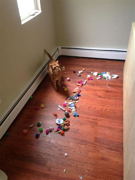 My Dog Has A Hoarding Problem Puppy Leaks