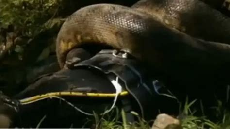 emiten el polémico programa de discovery en el que un hombre se deja comer por una anaconda