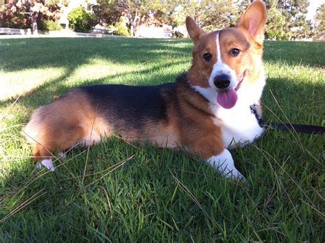 How to train a dog not to bark. How To Train Your Dog Not To Bark