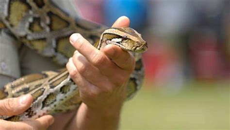 reptile rescue and adoption saving reptiles in the uk aquafood