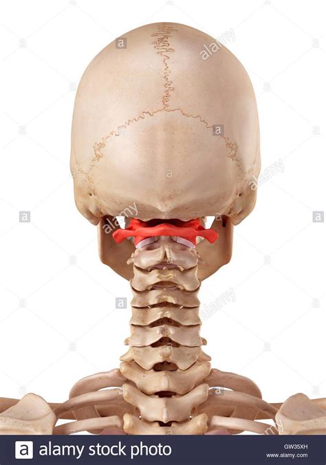 Back to the atlas and axis, these two vertebrae are together called the craniovertebral vertebrae, due to the atlas is the 1st cervical vertebra. Atlas Vertebra Stock Photos & Atlas Vertebra Stock Images ...