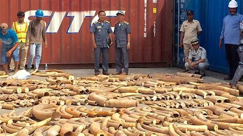 Cambodia Nabs More Than 3 Tons Of Illegal Ivory Npr