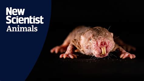 Naked Mole Rats Mimic The Dialect Of Their Colonys Queen Youtube