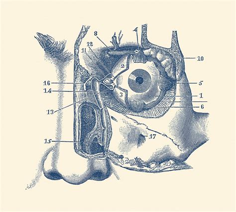 Eye Anatomy Poster