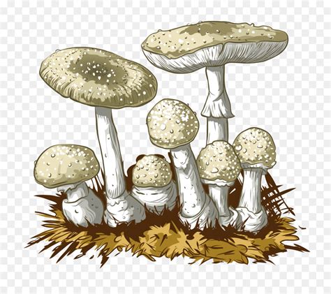 Amanita Mushroom Edible All Mushroom Info