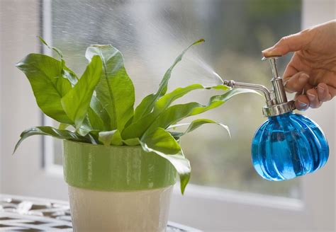 Tips For Watering Houseplants