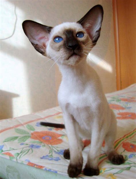 30 Best Amikoshi Cat Images On Pinterest Siamese Cat Cats And Kitty Cats