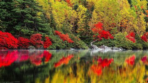 Red Green Leafed Trees Reflection On Calm Body Of Water In Forest