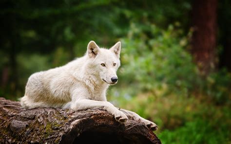 White wolf / 1920 x 1200 / Animals / Photography | MIRIADNA.COM