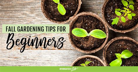 Fall Gardening Tips For Beginners