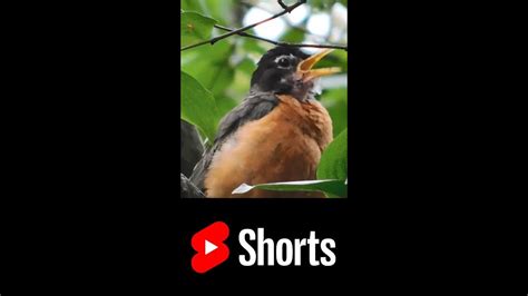 American Robin Call Bird Sounds Bird Call Bird Song Shorts