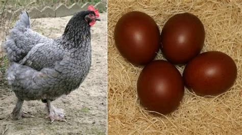 Renkli yumurta yapan tavuk ırklar colored egg who chicken races YouTube