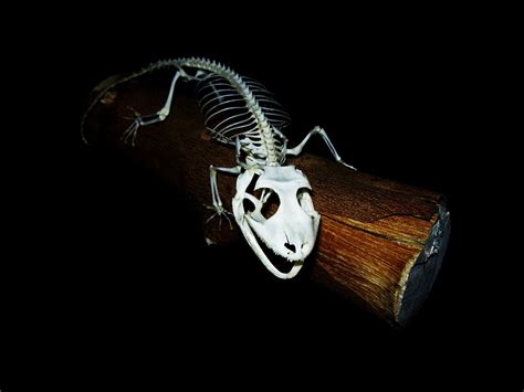 Tokay Gecko Skeleton