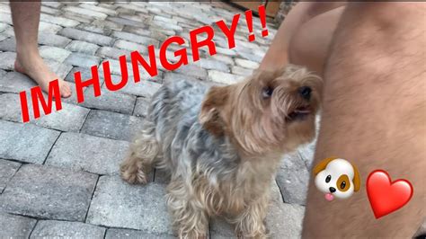 Angry Dog Humps Legsblack Friday Vlog Youtube
