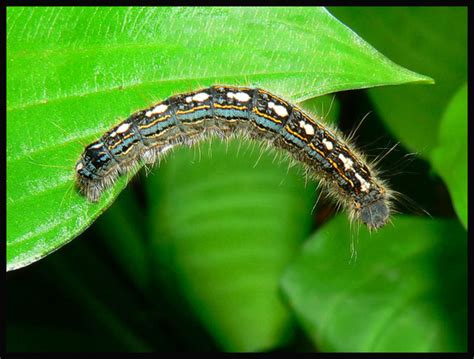 Furry Caterpillars An Identification Guide Owlcation