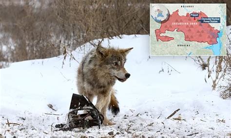 Wolves From Chernobyl Could Spread Mutant Radioactive Genes Daily