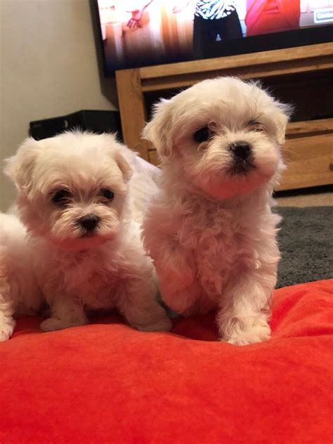 Cute Teacup Maltese Puppies Ready Today For Sale Adoption From Toronto