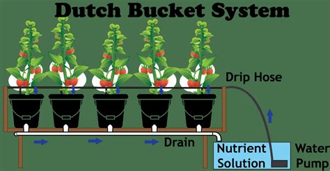 Dutch Bucket System In Hydroponics A Perfect Technique But How