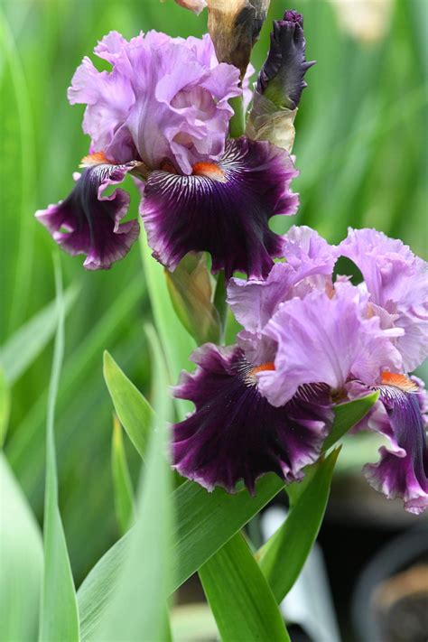 Irises Plant Care And Collection Of Varieties