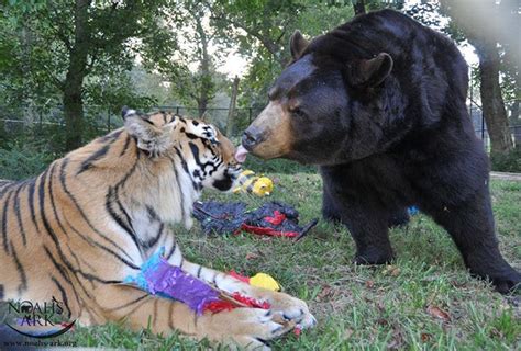 Enduring Bond Bear Lion And Tiger Rescued As Cubs Forge