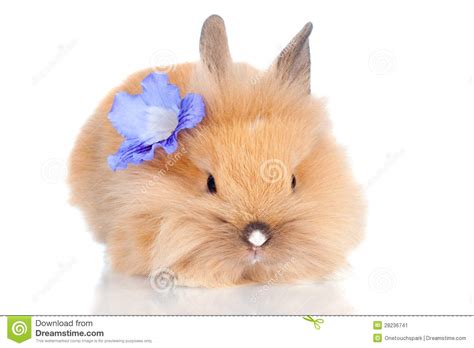 Cute Baby Bunny With A Flower Stock Image Image Of