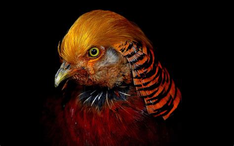 Sehingga dari nama tersebutlah suatu usaha atau perusahaan mudah dikenal dan bisa berkembang sesuai tujuan dari berdirinya perusahaan tersebut. Flonimal Nesia: Ayam Golden Pheasant Yang Berbulu Indah