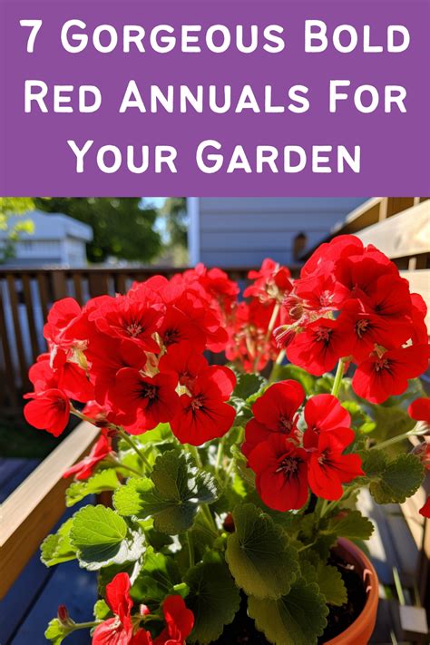 7 Gorgeous Bold Red Annuals For Your Garden In 2023 Best Smelling