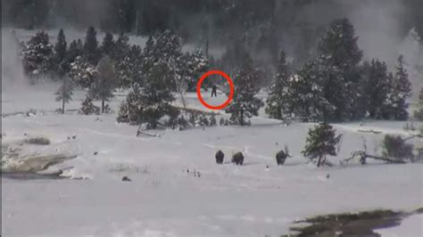 Has Bigfoot Been Spotted At Yellowstone