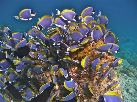 10 Best Snorkeling Maldives Resorts Explore The Indian Ocean