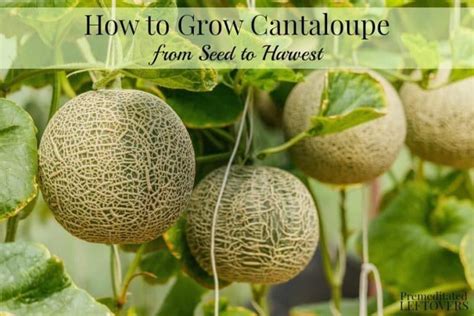 How To Grow Cantaloupe 1000 In 2020 Growing Cantaloupe Planting