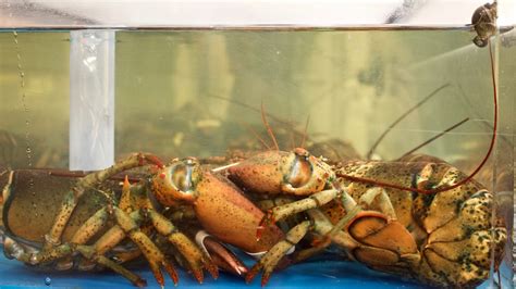 Lobster Fishing Season Kicks Off In Southwest Nova Scotia