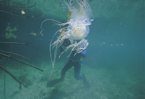Antidote Discovered For Lethal Box Jellyfish Venom The New Daily
